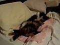 Twitching Cat While Sleeping | BahVideo.com