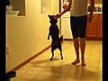 Dog Walking on TWO FEET  | BahVideo.com