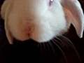 the cutest bunny I | BahVideo.com