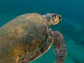Hospital for threatened sea turtles | BahVideo.com