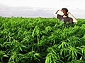 A Marijuana Emergency Not Really  | BahVideo.com