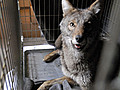 Coyote Comeback | BahVideo.com
