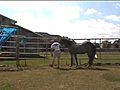 Horse Yoga 1 wmv | BahVideo.com