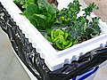 How to Build a Hydroponic Garden | BahVideo.com