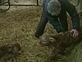 Holy Cow Cow Gives Birth To Triplet Calves | BahVideo.com