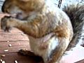 pregnant squirrel | BahVideo.com