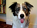 A Dog s Trained Tongue | BahVideo.com