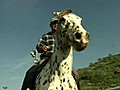 Revolutionary method of horse training | BahVideo.com