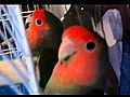 Mirna s Peach- faced lovebirds mov | BahVideo.com