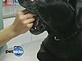 How To Give Your Dog Medicine | BahVideo.com