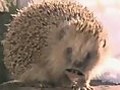 Cute Animal Christmas Song | BahVideo.com