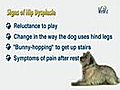 How to Recognize Hip Dysplasia in Dogs | BahVideo.com