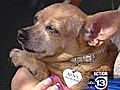 Flea medication causing pets pain  | BahVideo.com