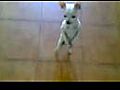 Chihuahua Dancing The Rumba | BahVideo.com