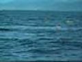 Killer whale  | BahVideo.com