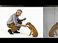 Comment dresser votre chien | BahVideo.com