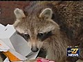 Cumberland Tops For Rabies | BahVideo.com