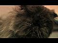 Hondenkapsalon Farah | BahVideo.com