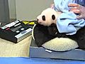 Panda Cub s Third Exam | BahVideo.com