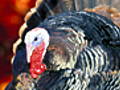Thanksgiving Unstuffed | BahVideo.com