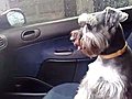 Crazy Dog | BahVideo.com