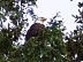 Lake Washington eagles more popular with every  | BahVideo.com