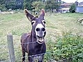 Donkey Wants What Cameraman Has | BahVideo.com