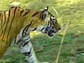 Sindhudurg Mining at cost of tigers  | BahVideo.com