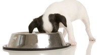 The best food for your puppy | BahVideo.com