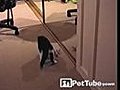 Karate Cat | BahVideo.com