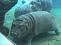 Hippo Calf Underwater Ballet | BahVideo.com