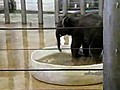 Banyo yapan yavru fil  | BahVideo.com