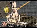 Cockatiel Breeder Update | BahVideo.com