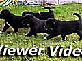 Herding puppies takes effort  | BahVideo.com