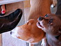 It s Me or the Dog A Sea of Chihuahuas | BahVideo.com