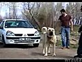 Silny pies CI GNIE SAMOCH D  | BahVideo.com