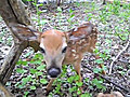 Two baby deer approach cameraman | BahVideo.com