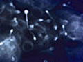 Sizing Up Sperm | BahVideo.com