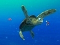 Nemo - Dudes You So Totally Rock Squirt  | BahVideo.com