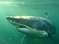 Sharks friends or foes  | BahVideo.com