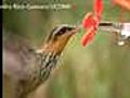 Hummingbirds reveal secrets of sipping | BahVideo.com