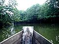 Pagiku di Alur Bakau My Morning in Tiny River  | BahVideo.com