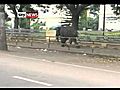 Wild Elephant vs Holy Cow Bus Chase Rampage in India Mauls Man Terror raw footage 1 | BahVideo.com