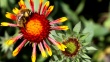 Working bumblebee  | BahVideo.com