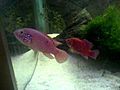 Aquarium - Hemichromis lifalili  | BahVideo.com