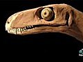 New Dino Sheds Light On Evolution | BahVideo.com