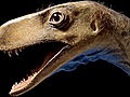 Dinosaurs: &#039;Dawn Runner&#039; Sheds Light on Dino Evolution | BahVideo.com