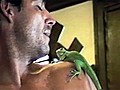 Lizard Madness | BahVideo.com
