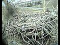 New Delta Bald Eagle Nest | BahVideo.com