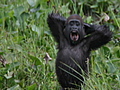 Over 100 000 rare gorillas found | BahVideo.com